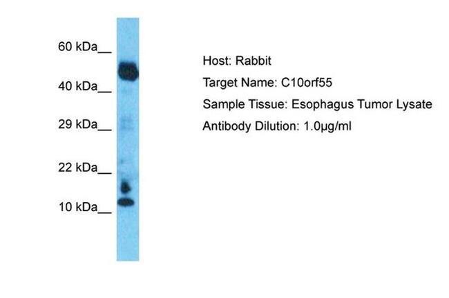 C10orf55 Antibody in Western Blot (WB)