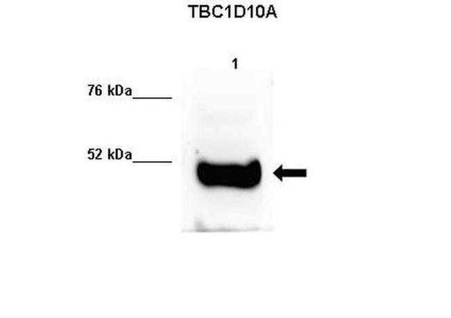 TBC1D10A Antibody in Western Blot (WB)