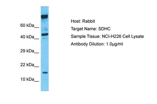 SDHC Antibody in Western Blot (WB)