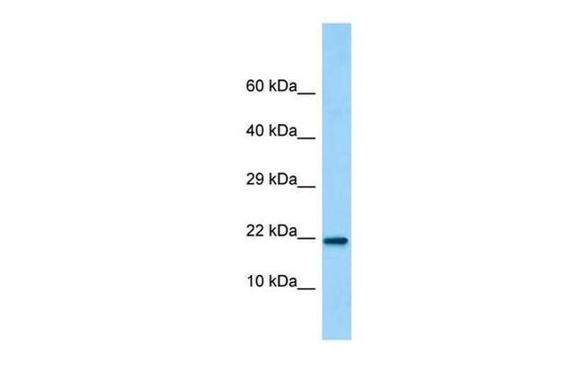 C15orf53 Antibody in Western Blot (WB)