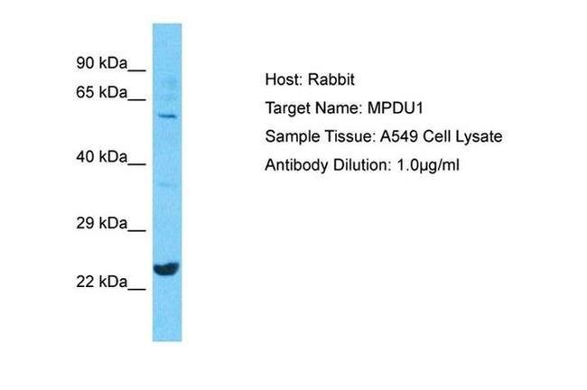 MPDU1 Antibody in Western Blot (WB)