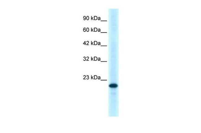 CD357 (AITR/GITR) Antibody in Western Blot (WB)