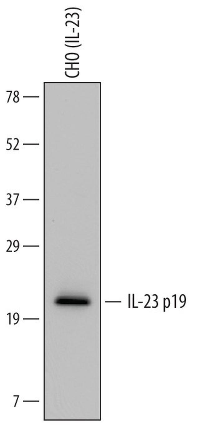 IL-23 p19 Antibody in Western Blot (WB)