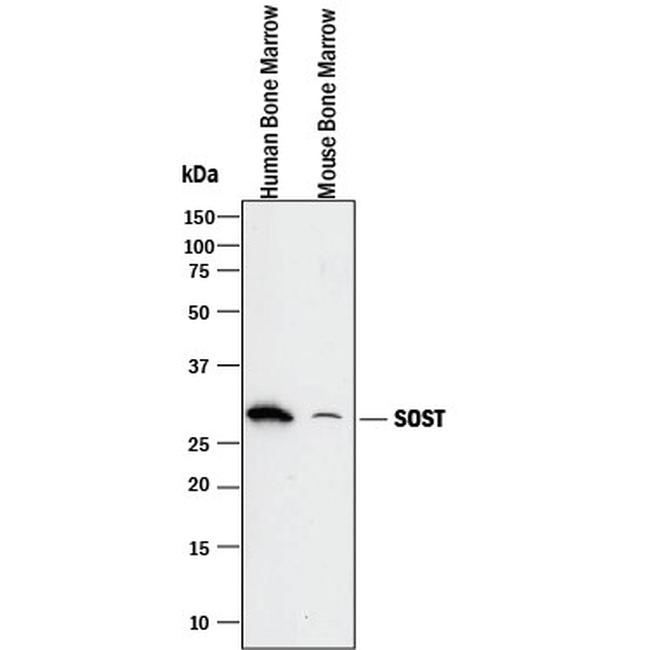 Sclerostin Antibody in Western Blot (WB)