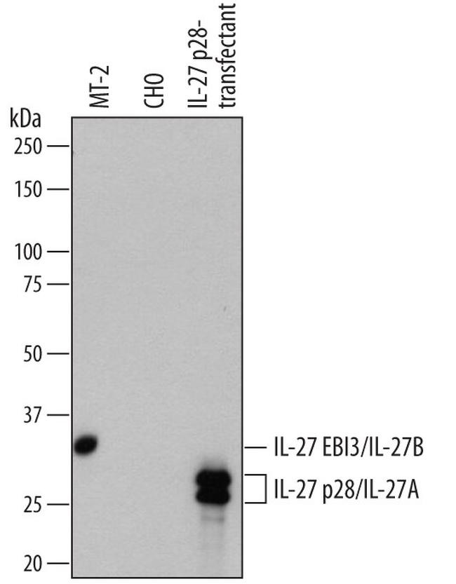 IL-27 Antibody in Western Blot (WB)