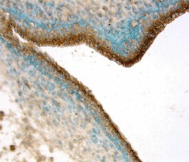 EphB4 Antibody in Immunohistochemistry (Frozen) (IHC (F))