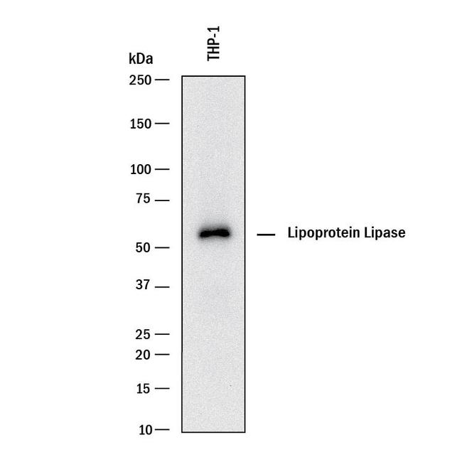 LPL Antibody in Western Blot (WB)