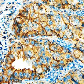 HAI-1 Antibody in Immunohistochemistry (Paraffin) (IHC (P))