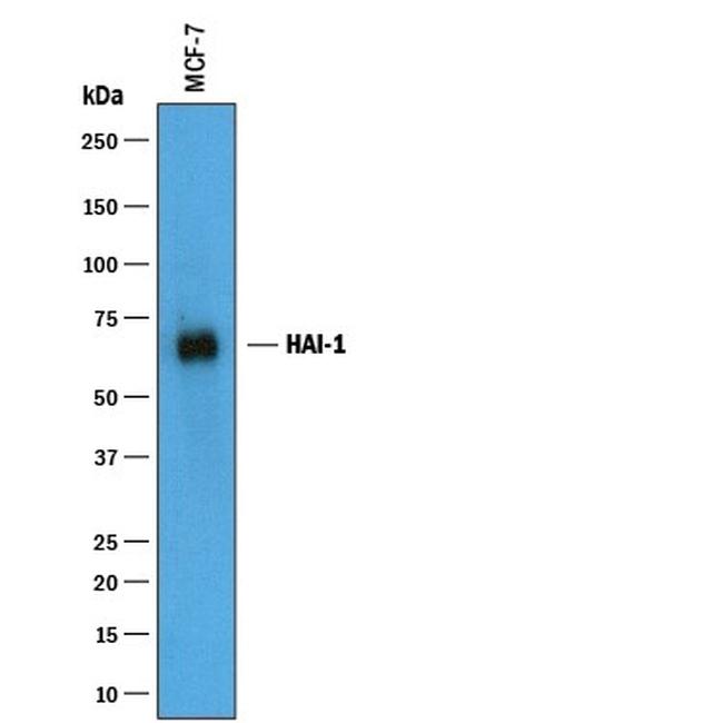 HAI-1 Antibody in Western Blot (WB)