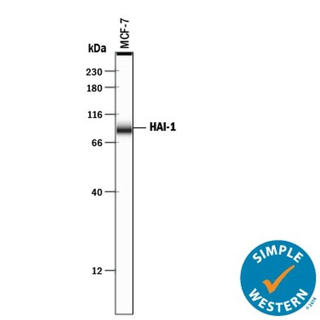 HAI-1 Antibody in Western Blot (WB)