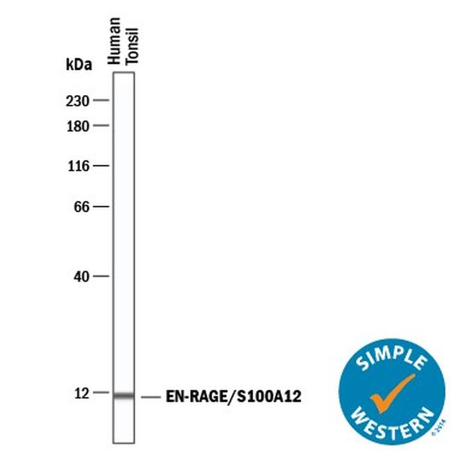 S100A12 Antibody in Western Blot (WB)