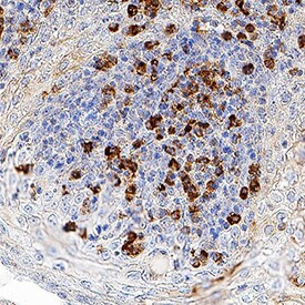 SIGLEC5 Antibody in Immunohistochemistry (Paraffin) (IHC (P))