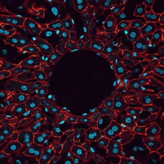 CD166 Antibody in Immunohistochemistry (Frozen) (IHC (F))