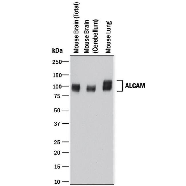 CD166 Antibody in Western Blot (WB)