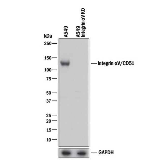 CD51 Antibody in Western Blot (WB)