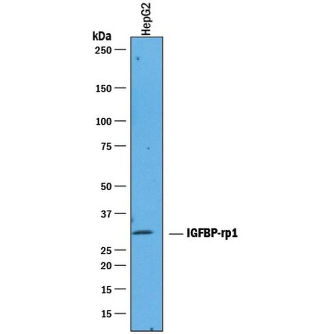 IGFBP7 Antibody in Western Blot (WB)