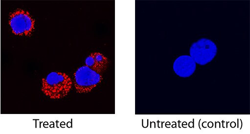 GM-CSF Antibody in Immunocytochemistry (ICC/IF)