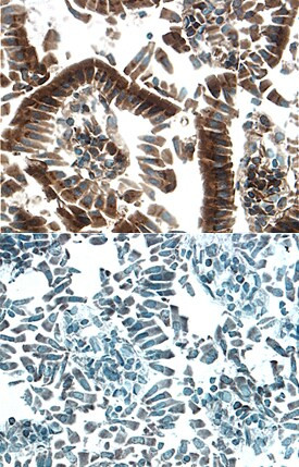 HGF Activator Antibody in Immunohistochemistry (Frozen) (IHC (F))