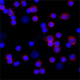 CD16 Antibody in Immunocytochemistry (ICC/IF)