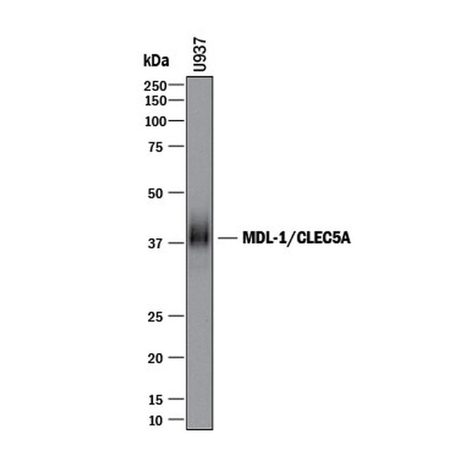 CLEC5A Antibody in Western Blot (WB)