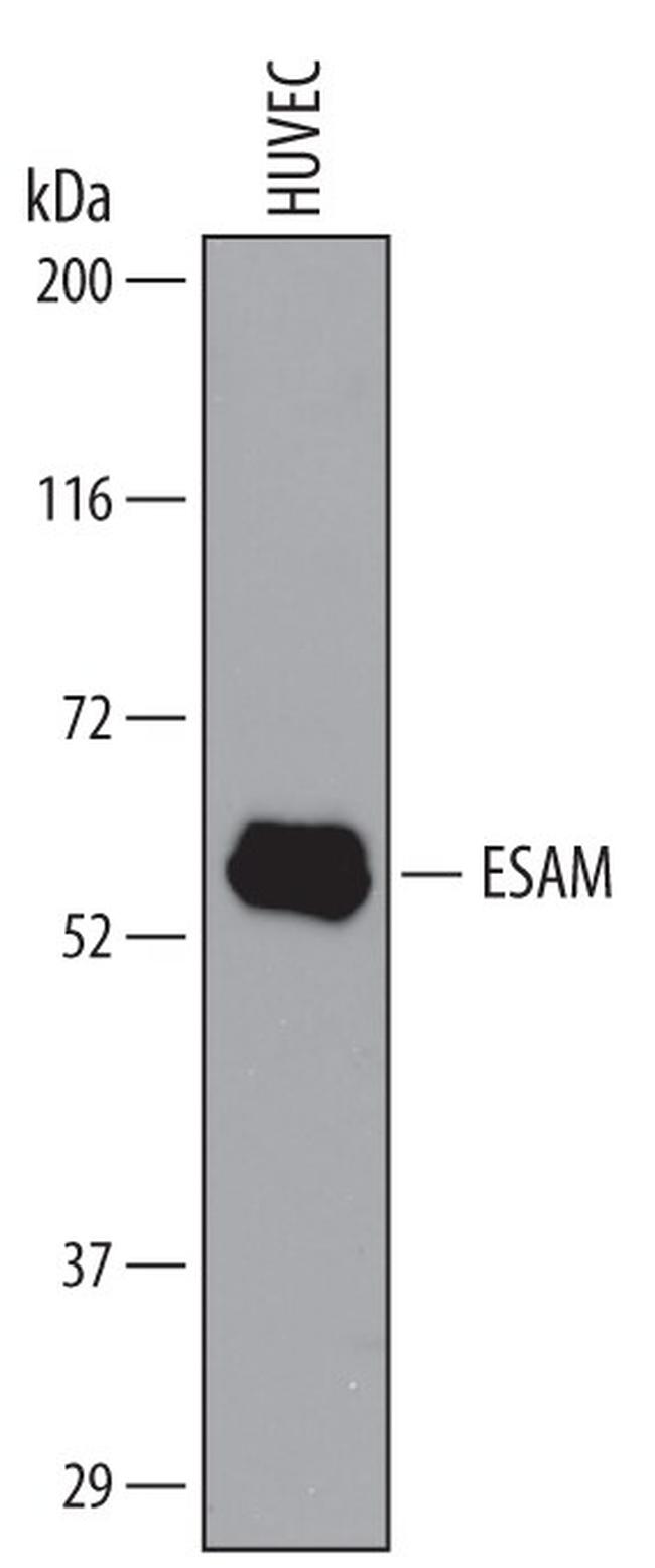 ESAM Antibody in Western Blot (WB)