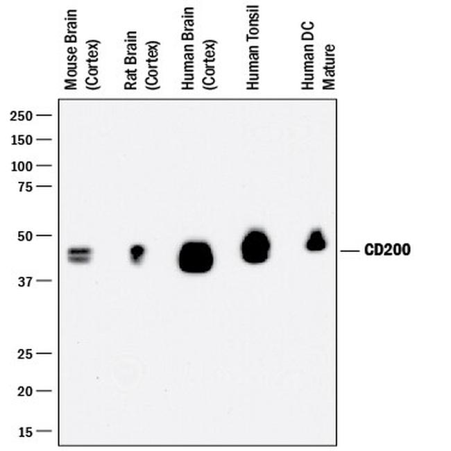 CD200 Antibody in Western Blot (WB)