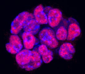 Nanog Antibody in Immunocytochemistry (ICC/IF)