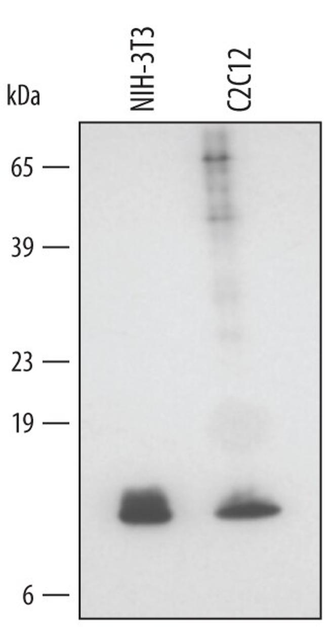 GLRX Antibody in Western Blot (WB)