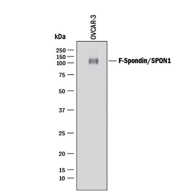 SPON1 Antibody in Western Blot (WB)