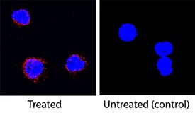 IL-5 Antibody in Immunocytochemistry (ICC/IF)