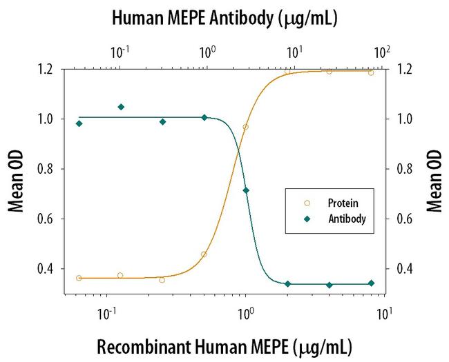 MEPE Antibody in Neutralization (Neu)