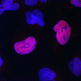 SOX21 Antibody in Immunocytochemistry (ICC/IF)