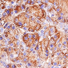 Trypsin Antibody in Immunohistochemistry (Paraffin) (IHC (P))