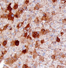 SAA4 Antibody in Immunohistochemistry (Paraffin) (IHC (P))