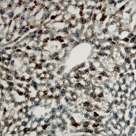 SERPINA6 Antibody in Immunohistochemistry (Frozen) (IHC (F))