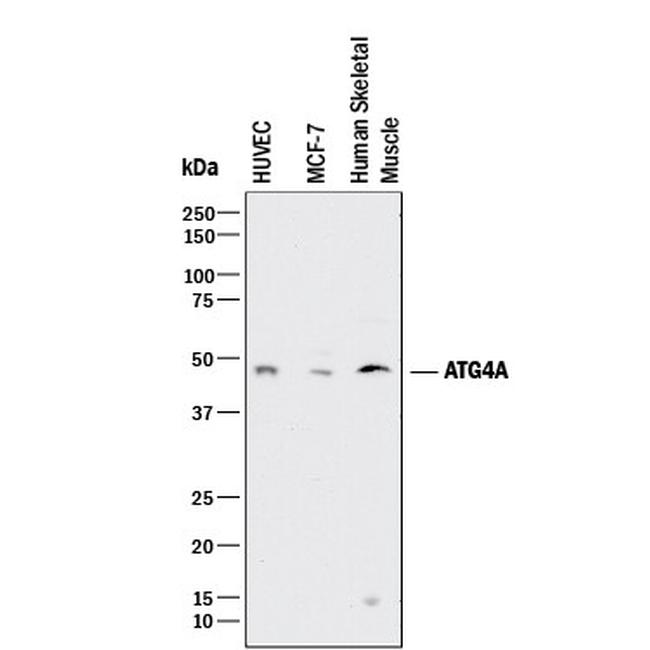 ATG4A Antibody in Western Blot (WB)