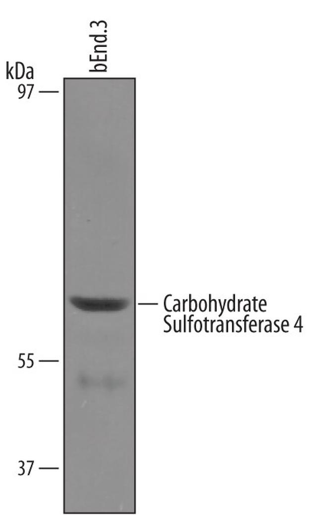 CHST4 Antibody in Western Blot (WB)