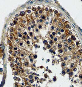 FABP9 Antibody in Immunohistochemistry (Paraffin) (IHC (P))