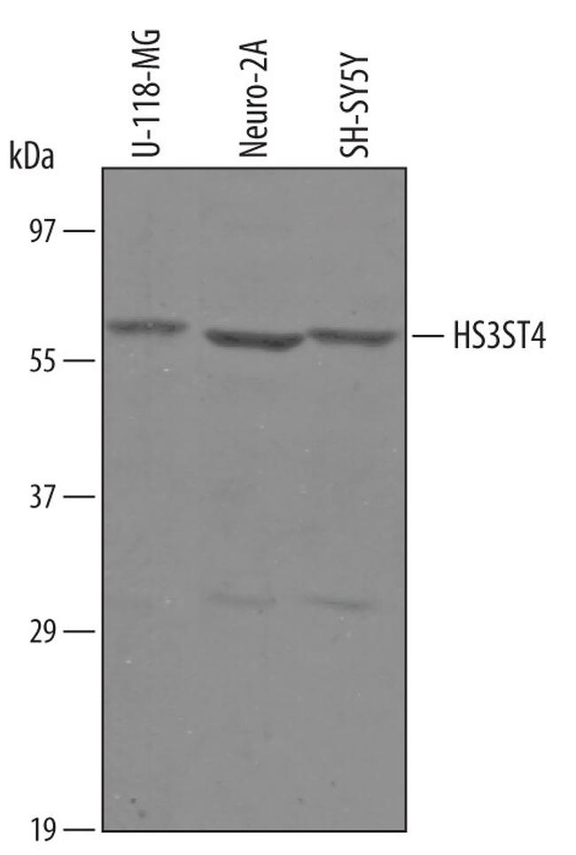 HS3ST4 Antibody in Western Blot (WB)