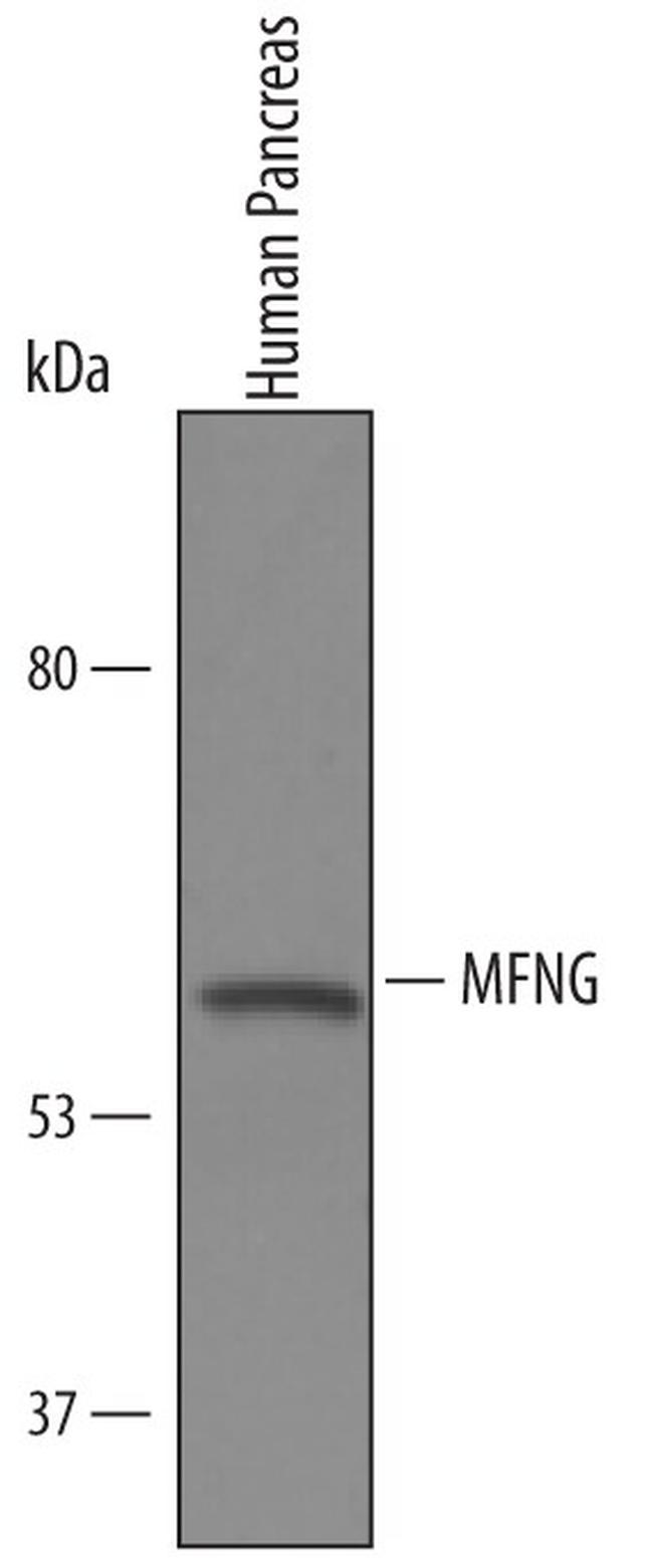 MFNG Antibody in Western Blot (WB)