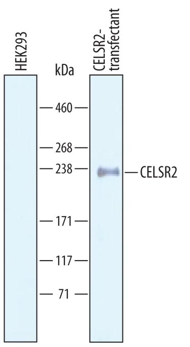 CELSR2 Antibody in Western Blot (WB)