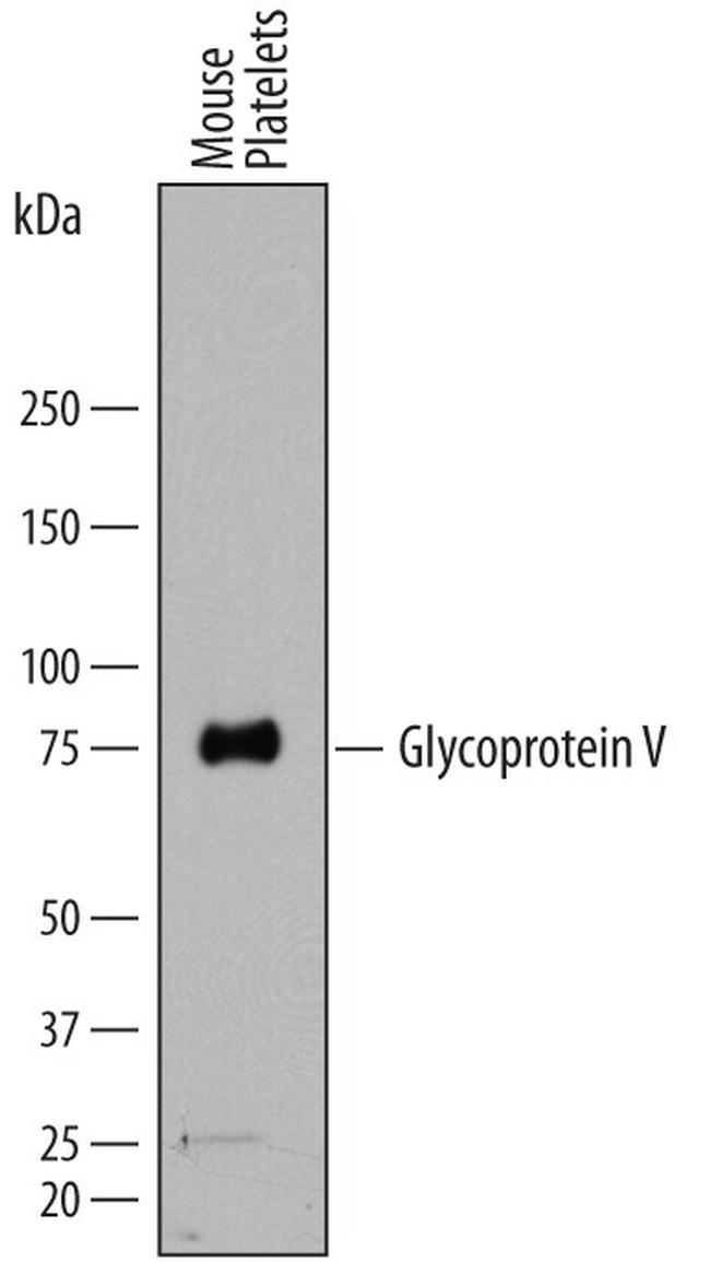 CD42d Antibody in Western Blot (WB)