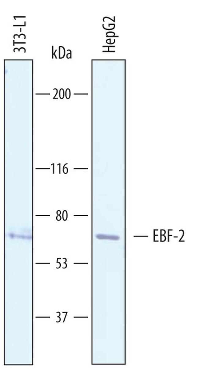 EBF2 Antibody in Western Blot (WB)