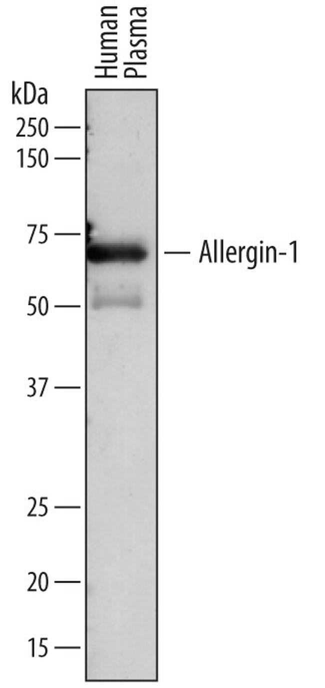 Allergin 1 Antibody in Western Blot (WB)