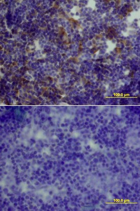 GDF3 Antibody in Immunohistochemistry (Frozen) (IHC (F))