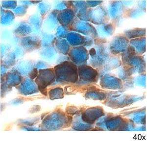 GDF3 Antibody in Immunohistochemistry (Frozen) (IHC (F))