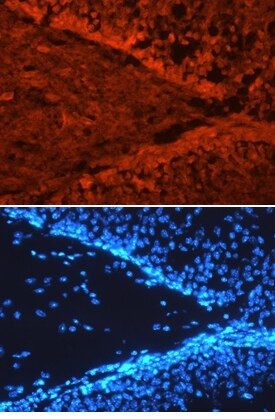 SorCS3 Antibody in Immunohistochemistry (Frozen) (IHC (F))