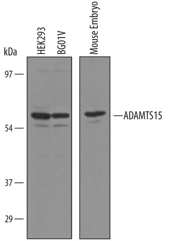 ADAMTS15 Antibody in Western Blot (WB)