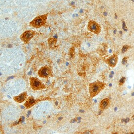 FSTL4 Antibody in Immunohistochemistry (Frozen) (IHC (F))