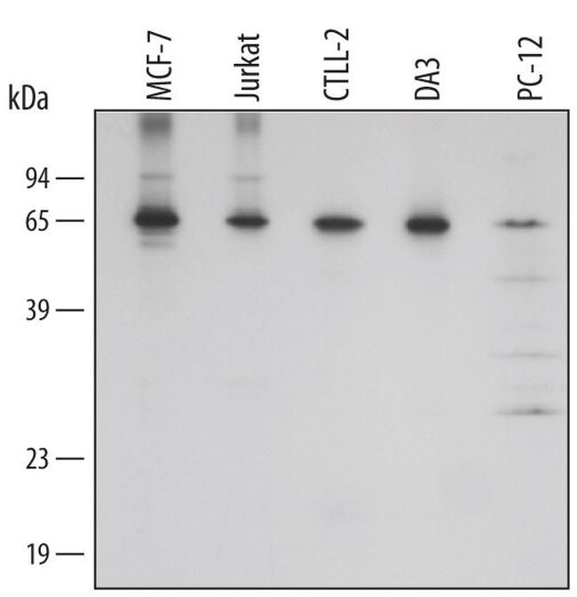 AIF Antibody in Western Blot (WB)